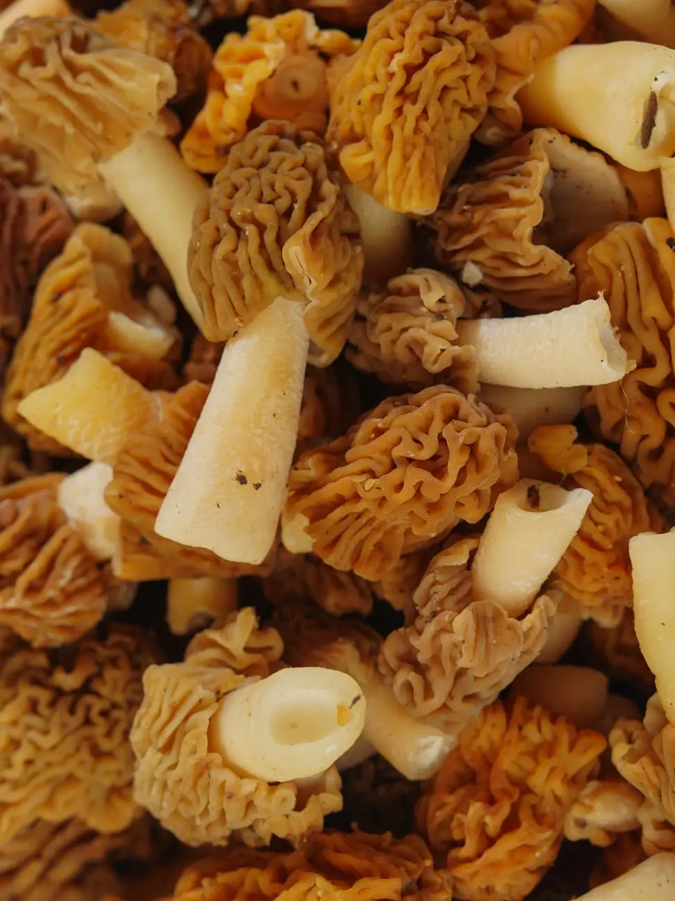 close up of a pile of morel mushrooms